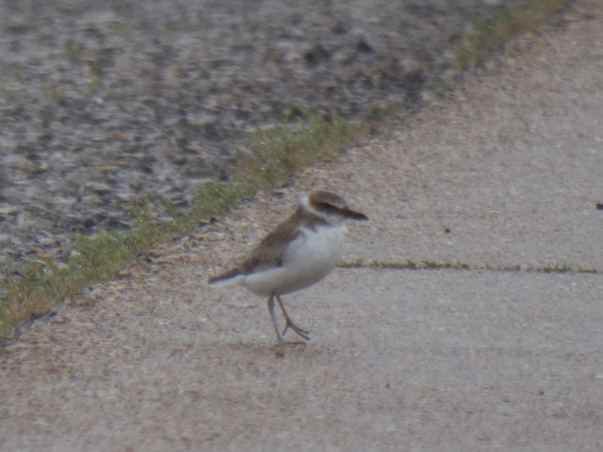 Wilson's Plover - ML365273871