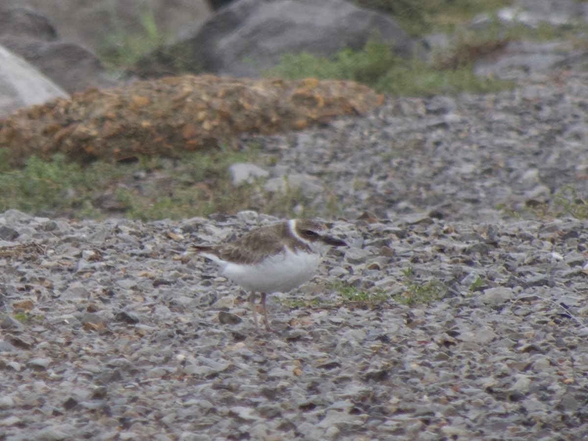 Wilson's Plover - Andrew Bell