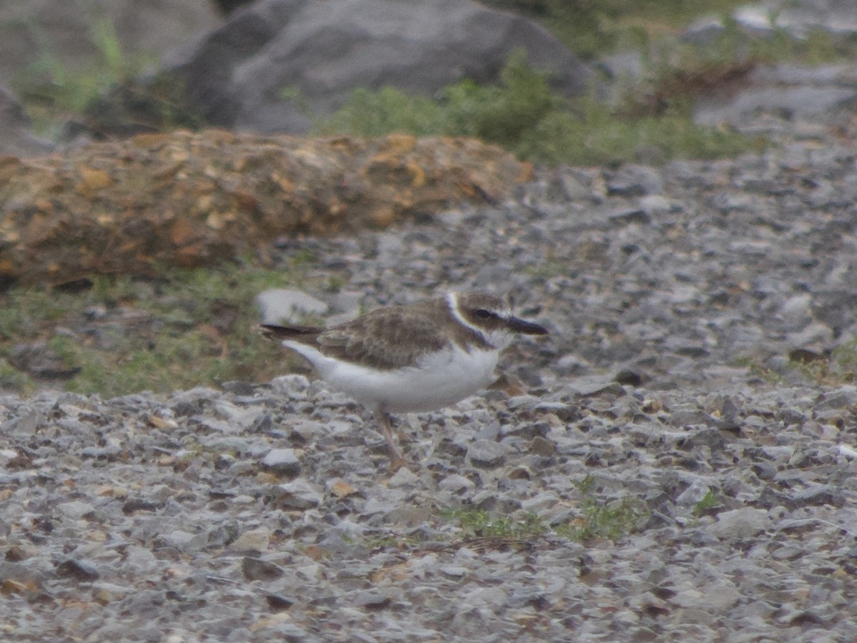 Wilson's Plover - Andrew Bell