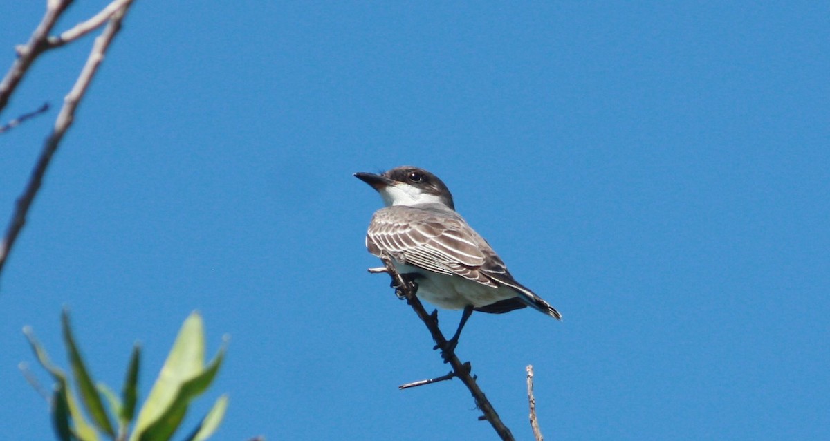 Eastern Kingbird - ML36527421