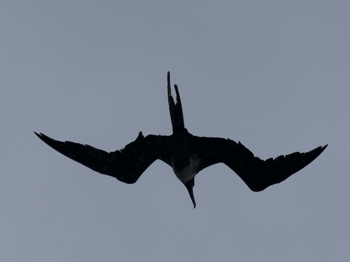 Magnificent Frigatebird - Andrew Bell