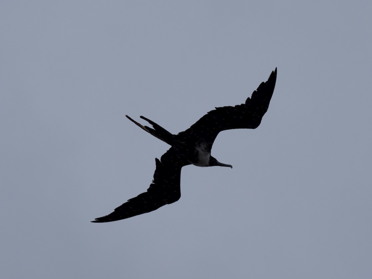 Magnificent Frigatebird - ML365274241