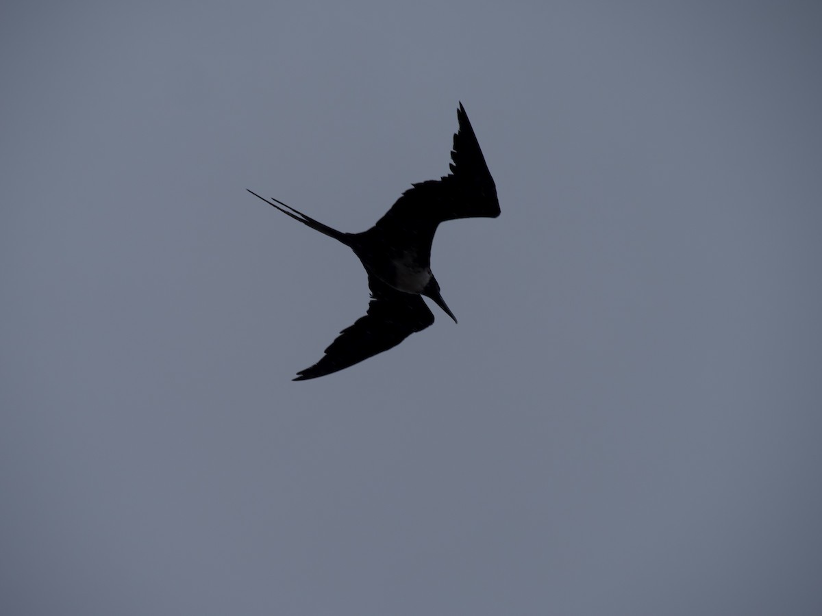 Magnificent Frigatebird - Andrew Bell