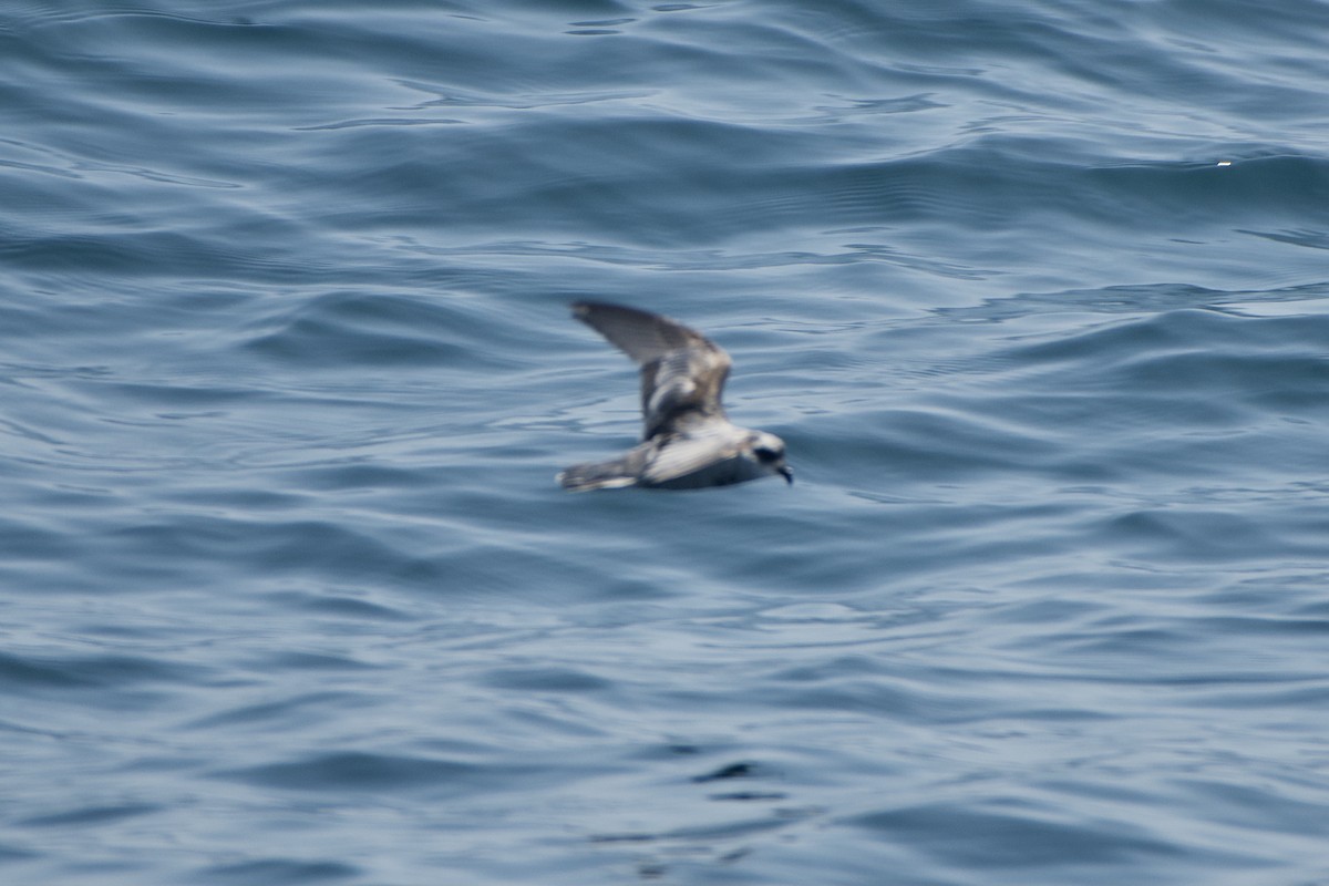 Fork-tailed Storm-Petrel - ML365274361