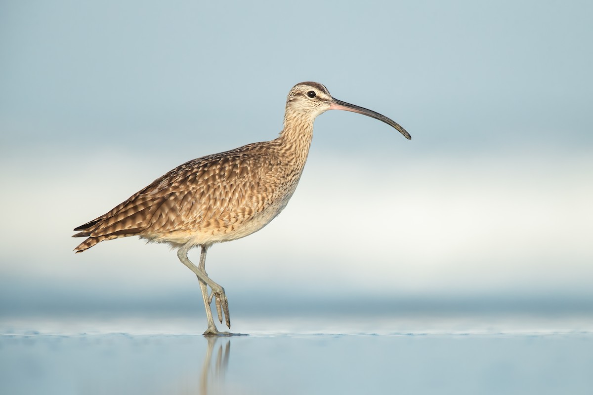 Whimbrel - ML365276001