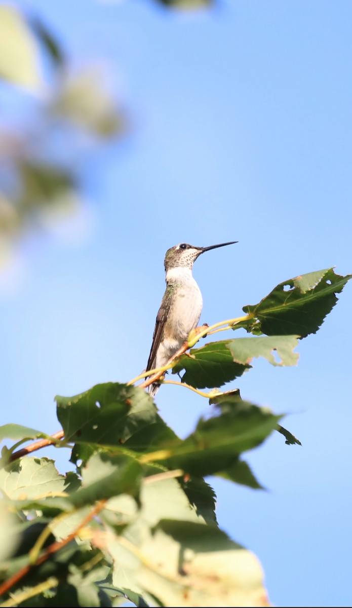 Ruby-throated Hummingbird - ML365279951