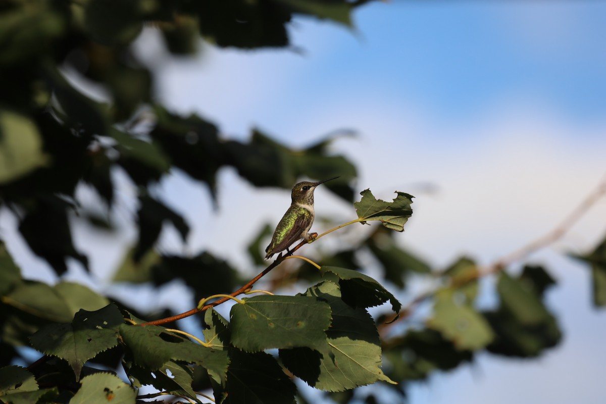 Ruby-throated Hummingbird - ML365280071