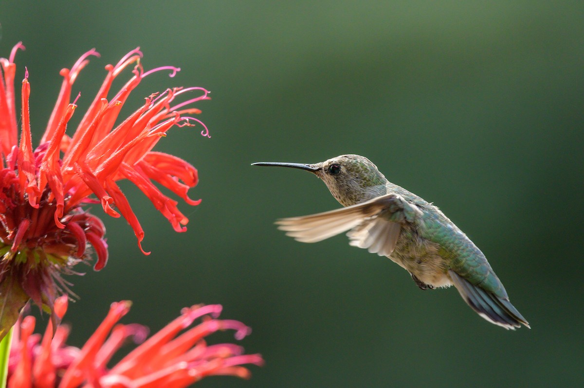 Anna's Hummingbird - ML365281601