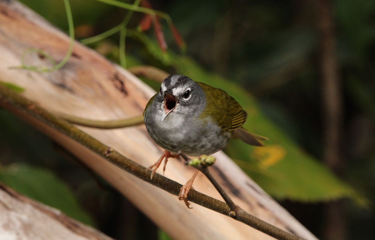 White-browed Warbler - ML365283401