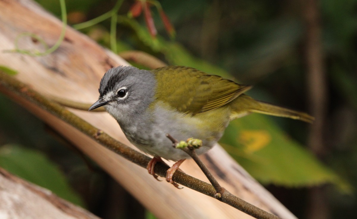 White-browed Warbler - ML365283411