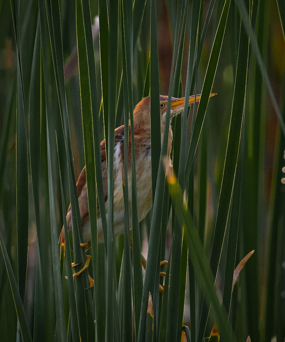 Least Bittern - ML365284421