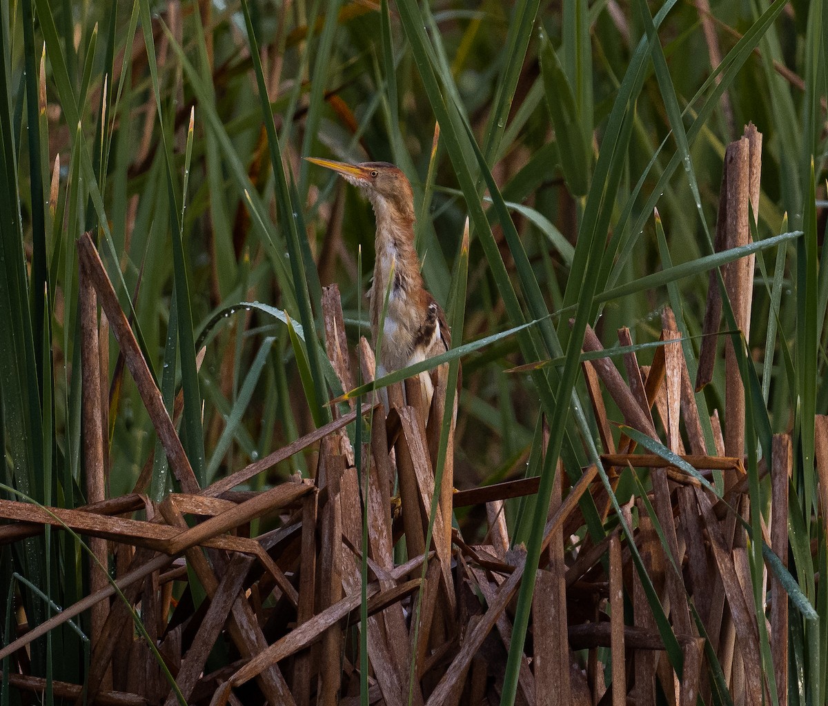 Least Bittern - Daniel Aldana | Ornis Birding Expeditions