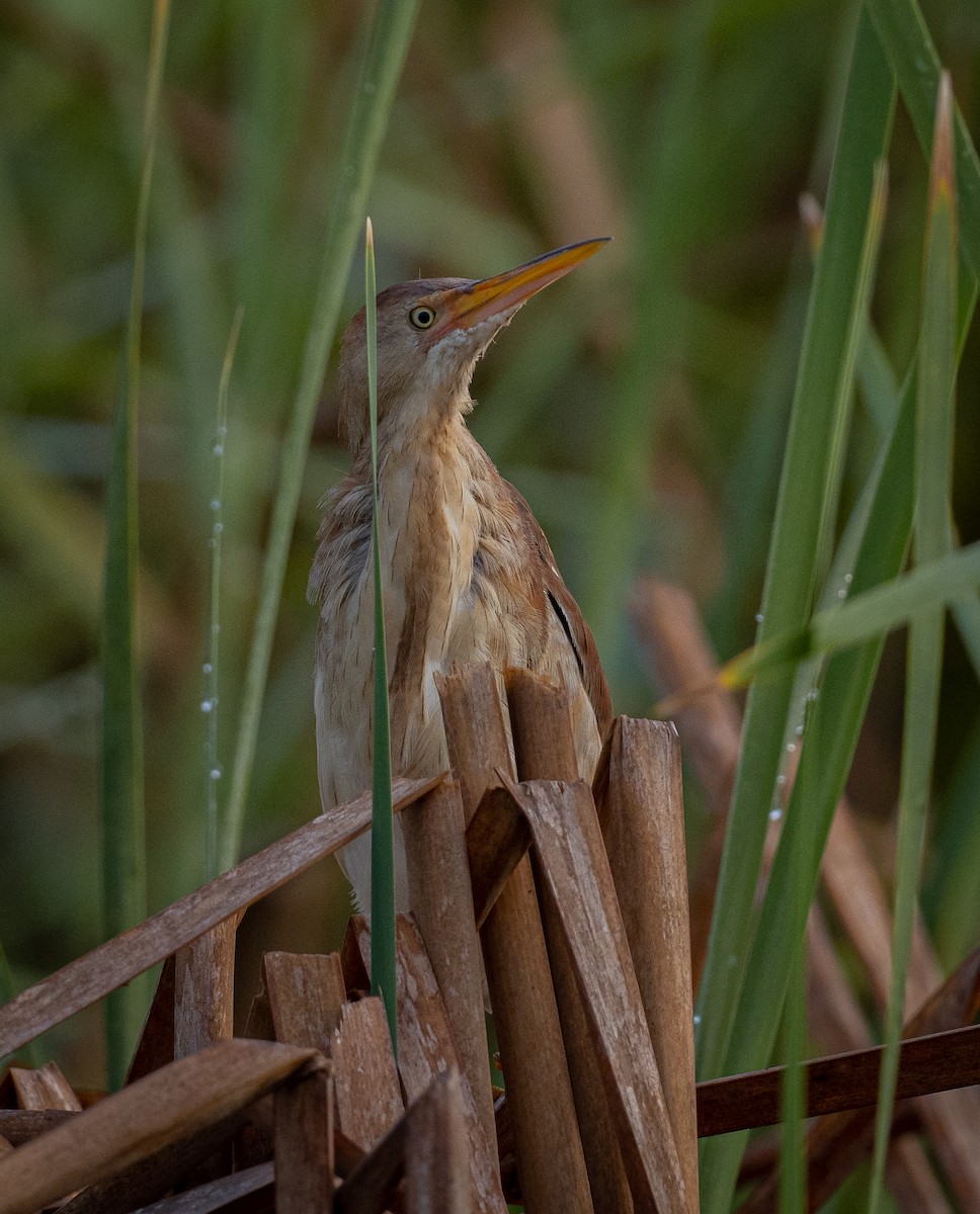 Least Bittern - ML365284471