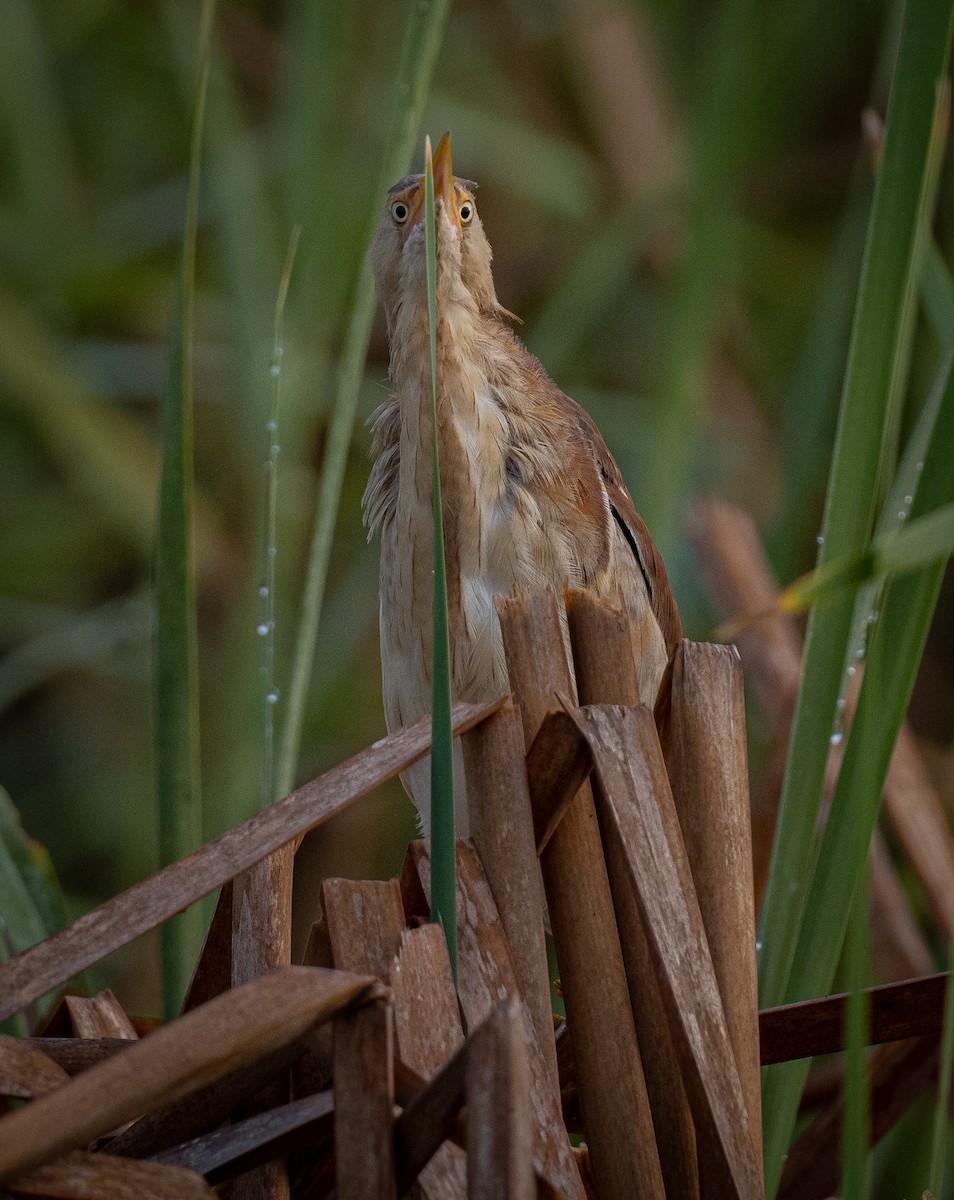 Least Bittern - ML365284481