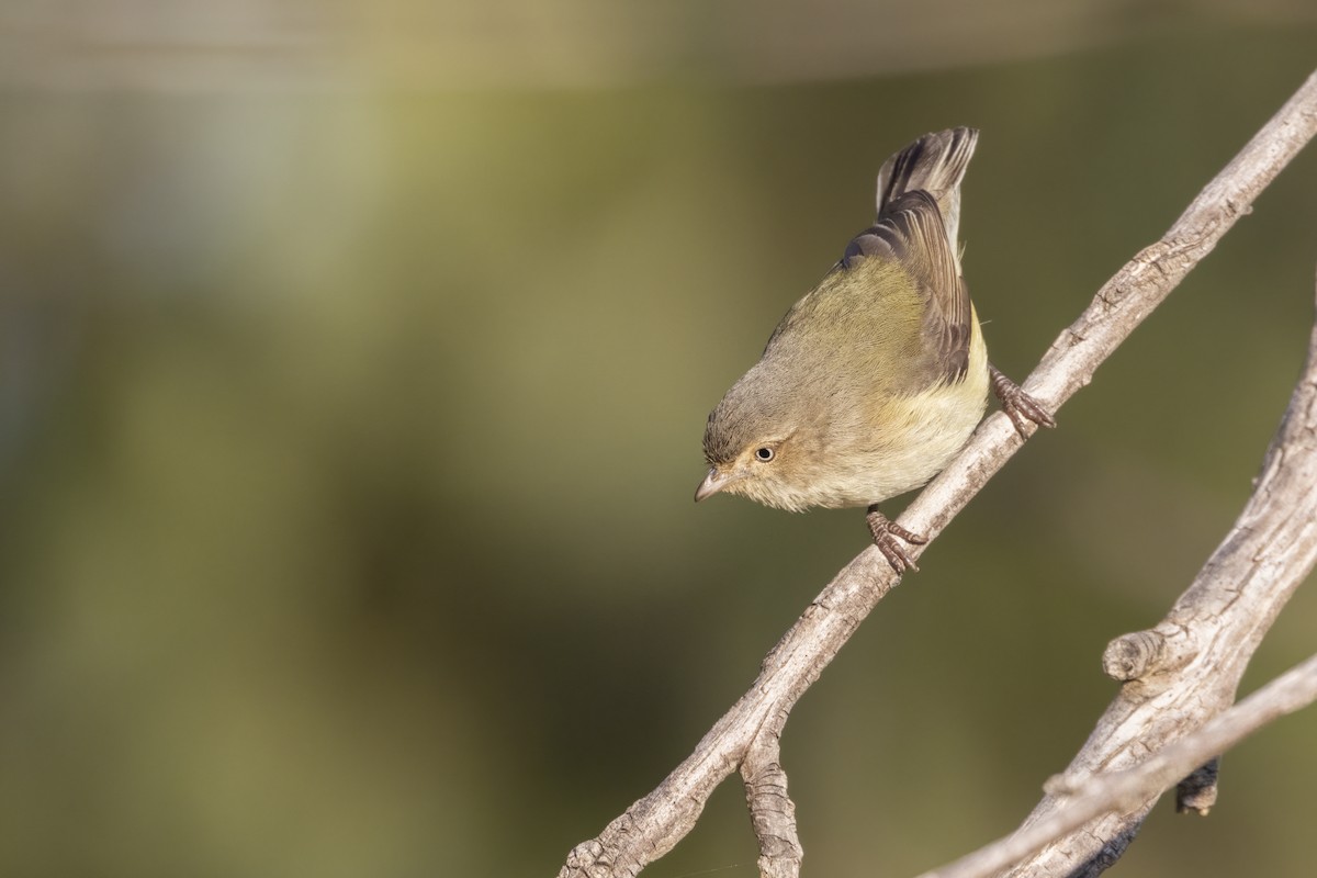 Weebill - ML365285541