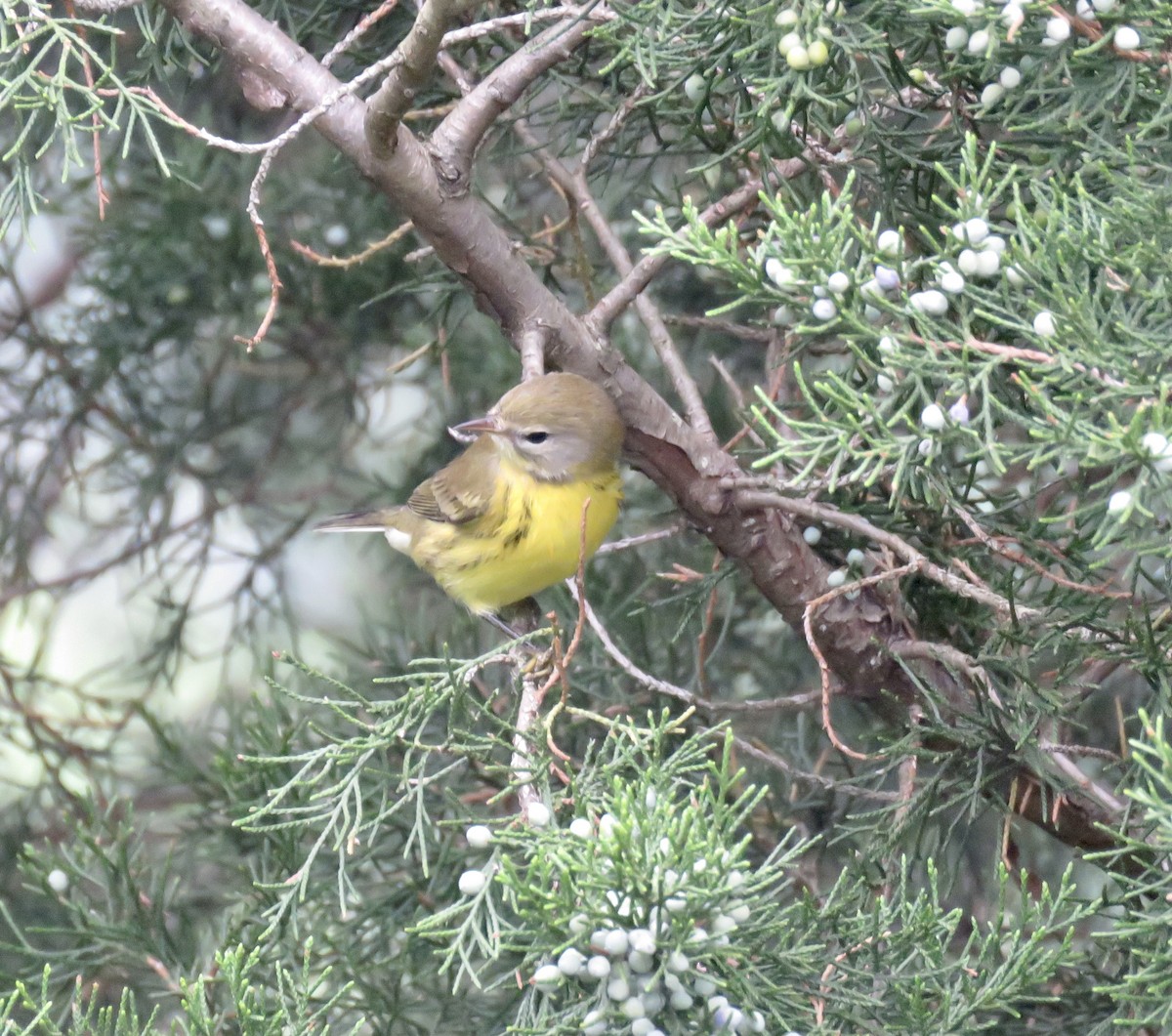 Prairie Warbler - Heydi Lopes