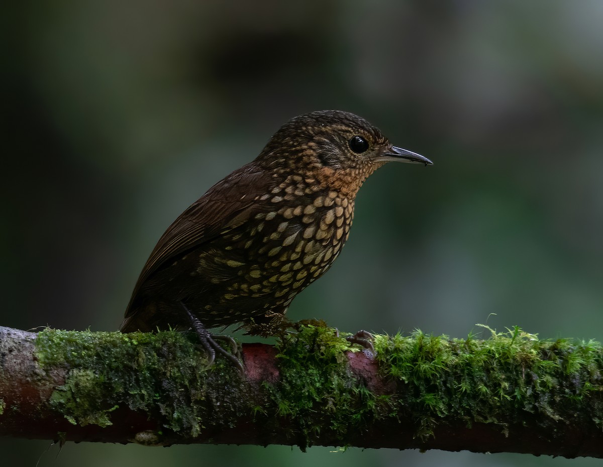 Spotted Barbtail - ML365287651
