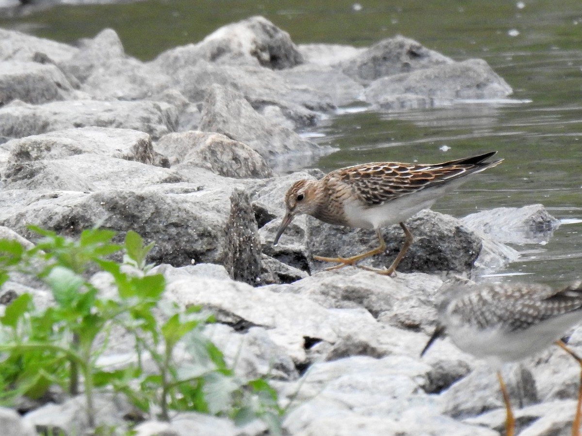 Pectoral Sandpiper - ML365287761