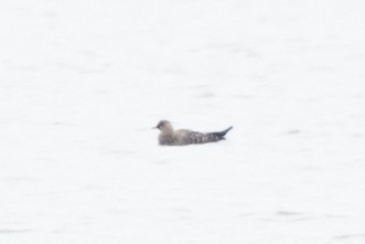 Long-tailed Jaeger - Tyler Ficker