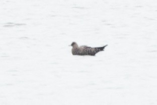 Long-tailed Jaeger - Tyler Ficker