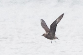 Long-tailed Jaeger - Tyler Ficker