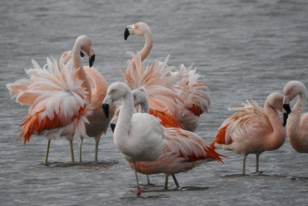Chilean Flamingo - ML365290971