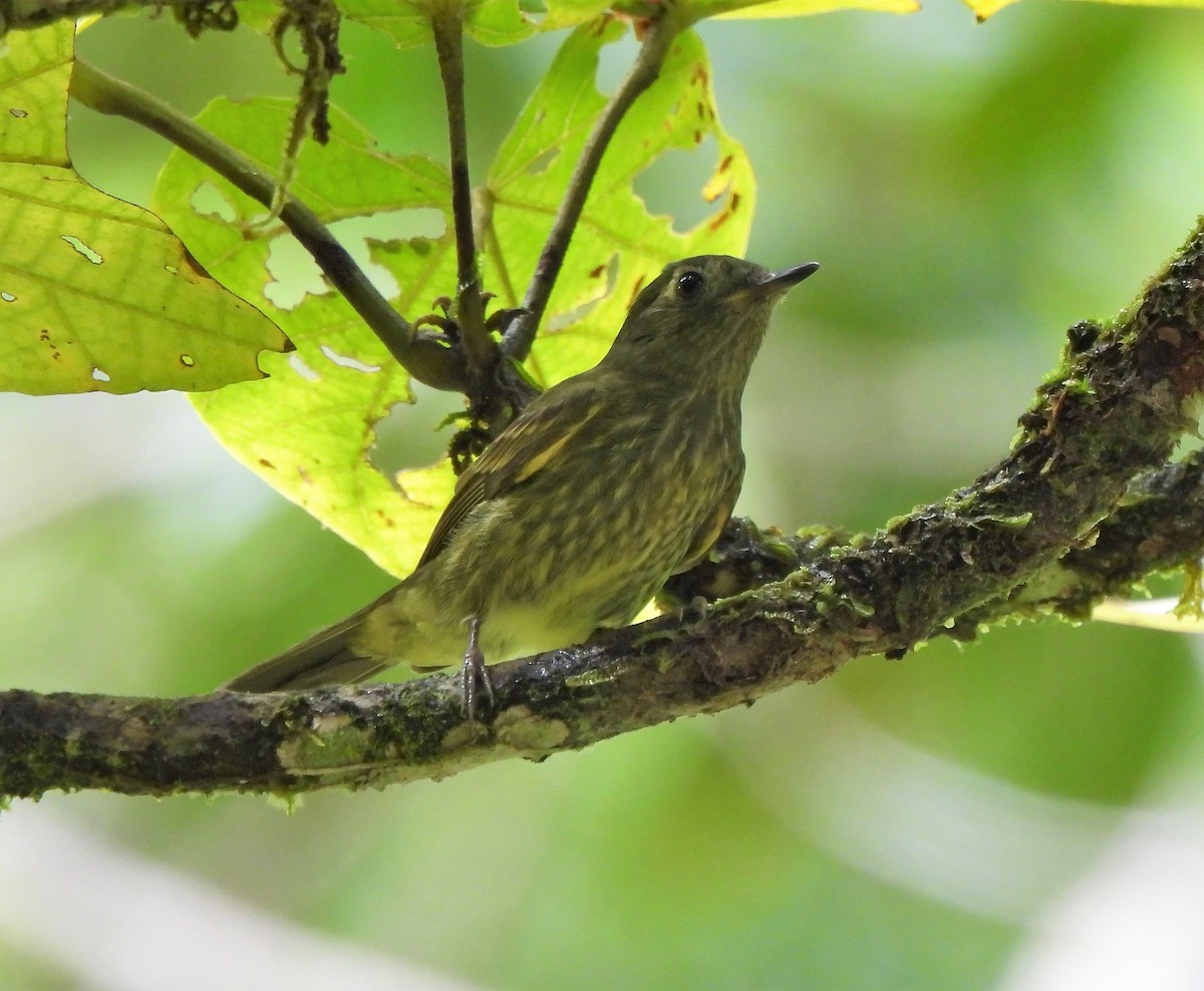 Olive-striped Flycatcher - ML365291121