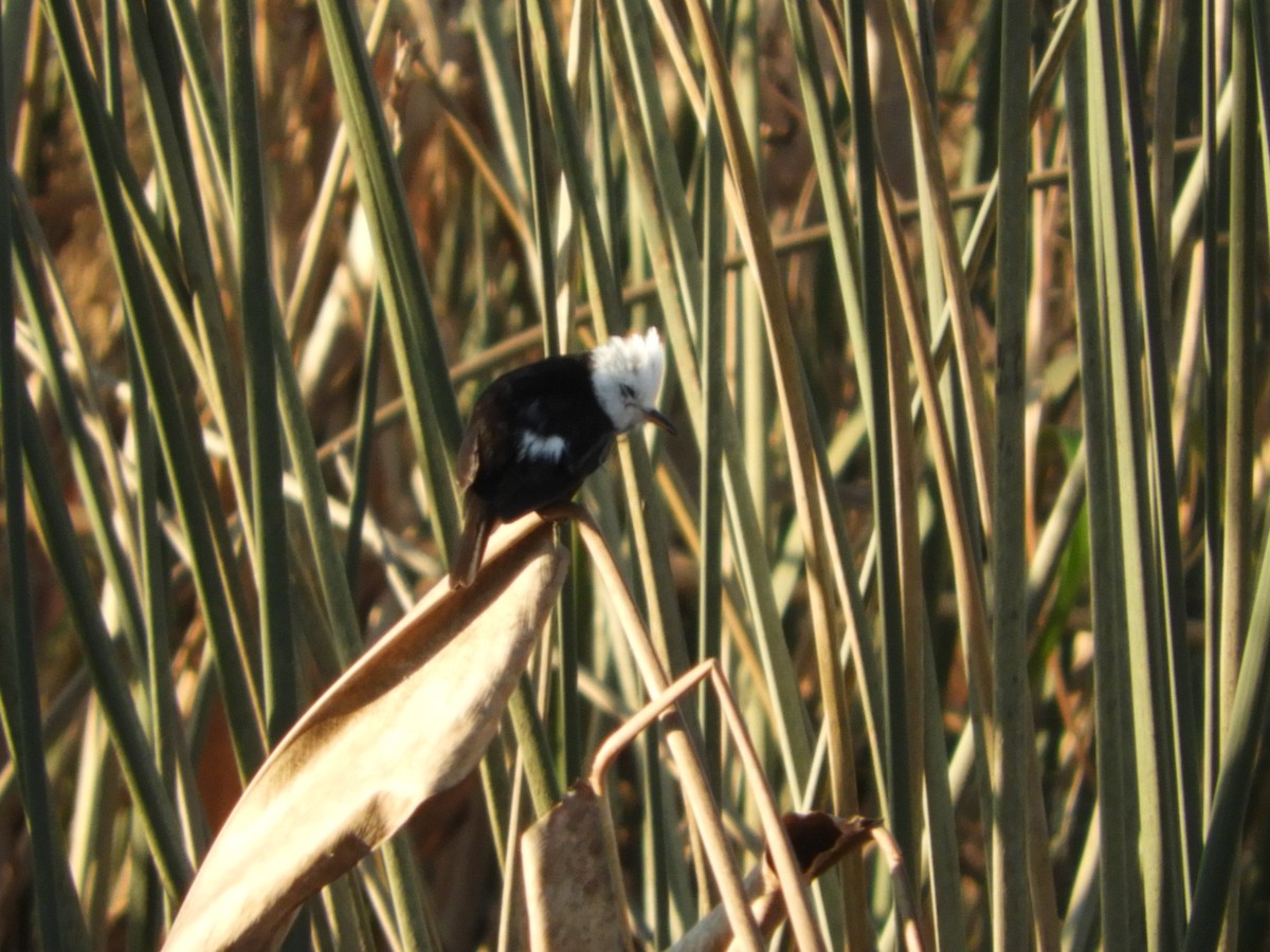 White-headed Marsh Tyrant - Silvia Enggist