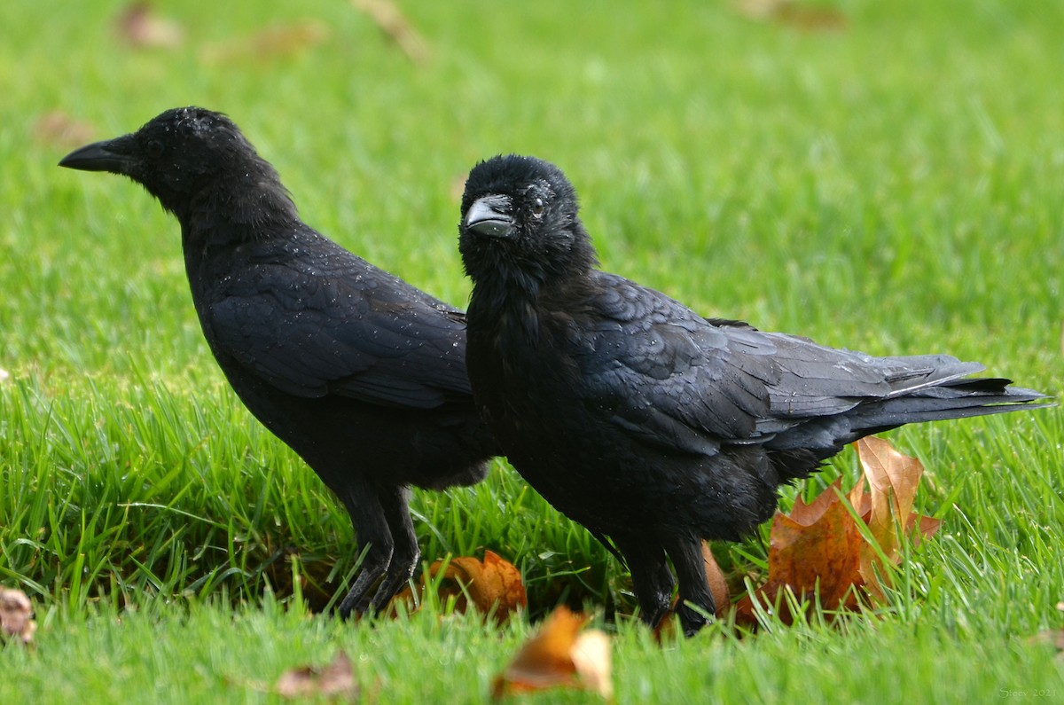 American Crow - ML365291981