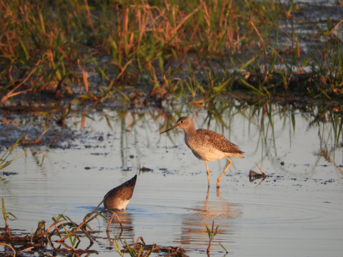 Greater Yellowlegs - Silvia Enggist