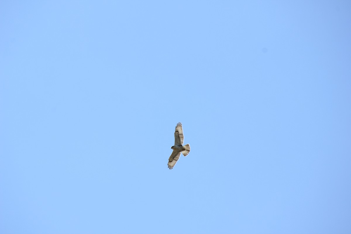 Buteo sp. - ML365293591