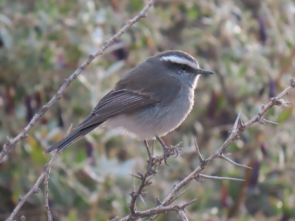 White-browed Chat-Tyrant - ML365295031
