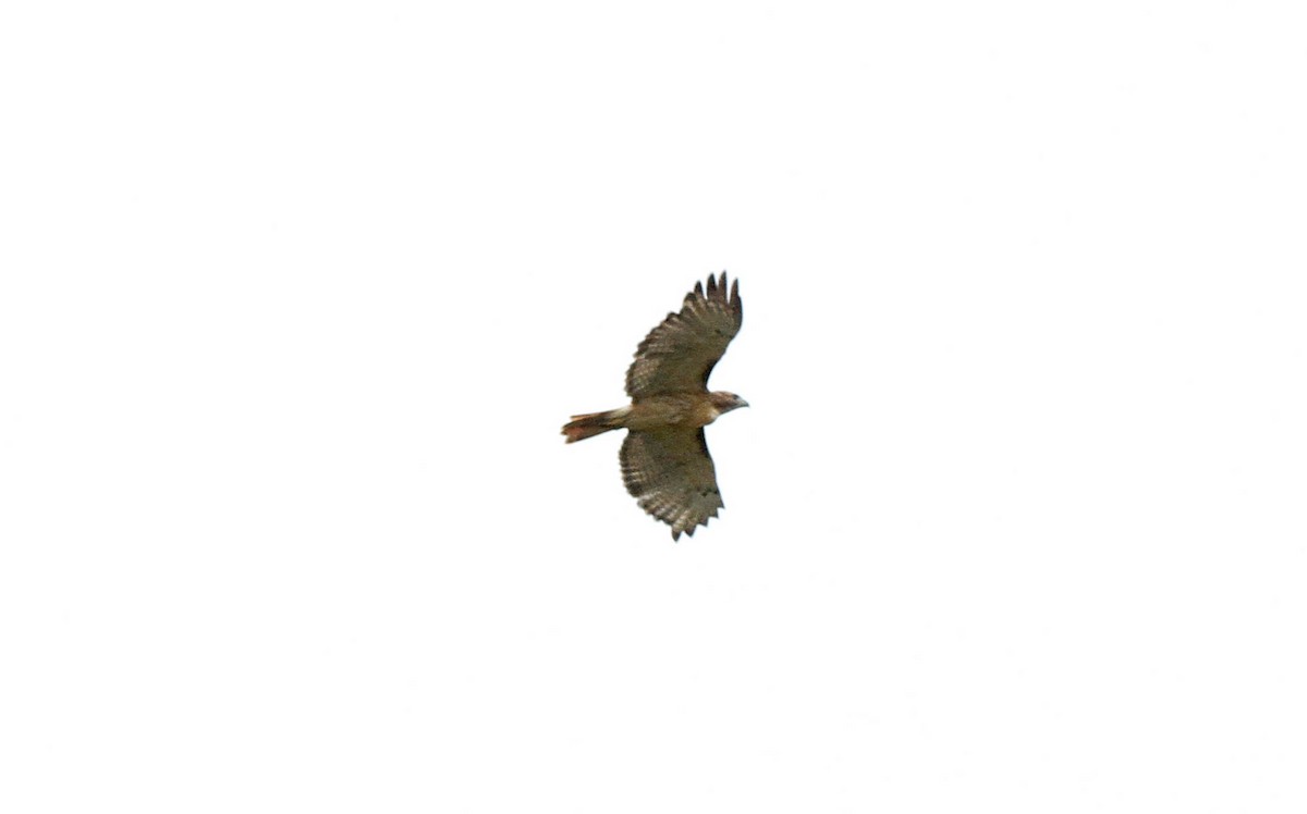 Red-tailed Hawk - ML36529741