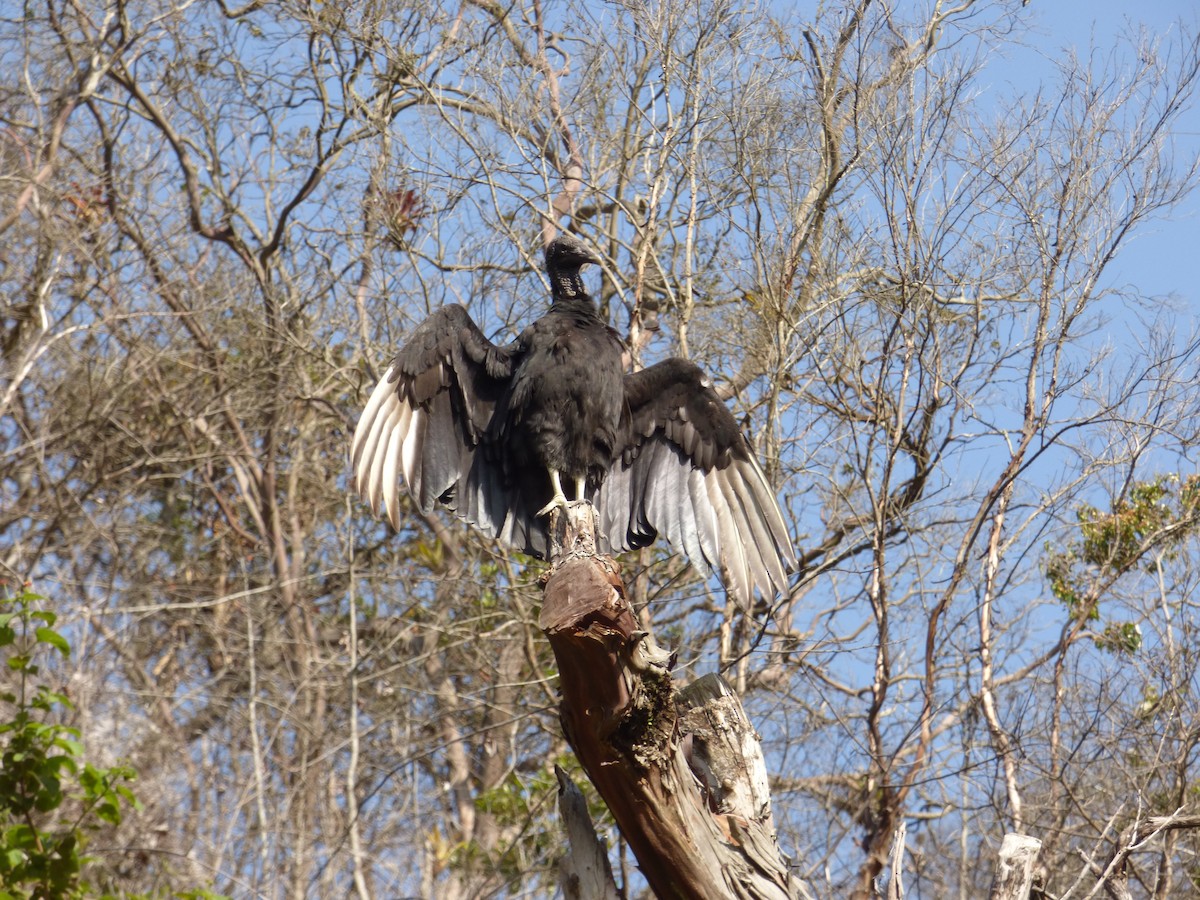 Black Vulture - ML365298371