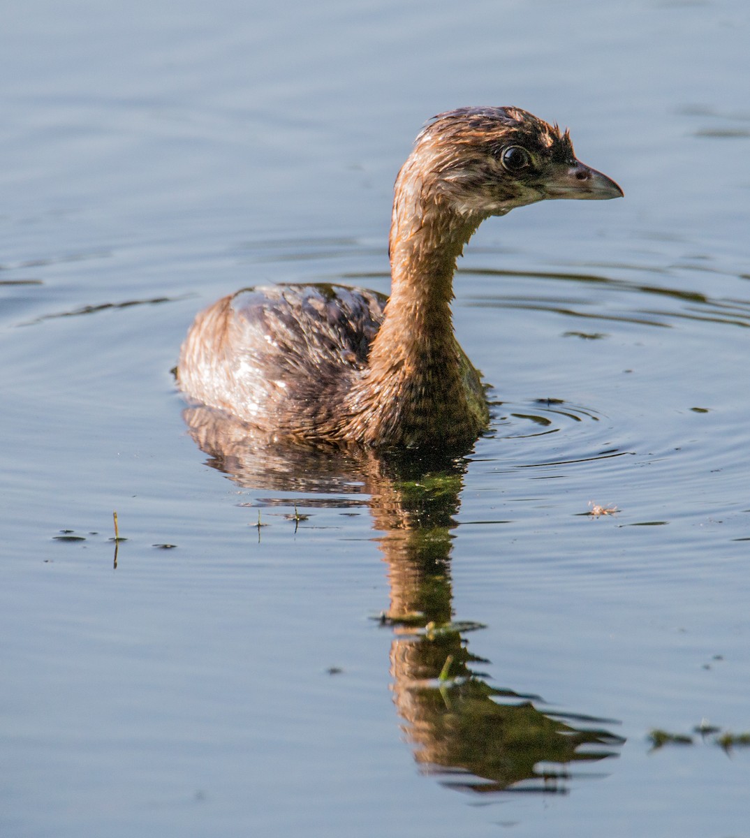 Pied-billed Grebe - ML365298861