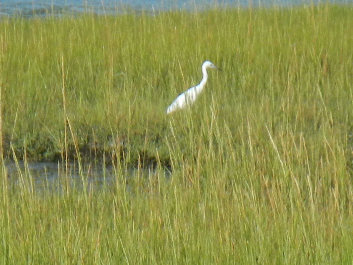 Little Blue Heron - ML365299751