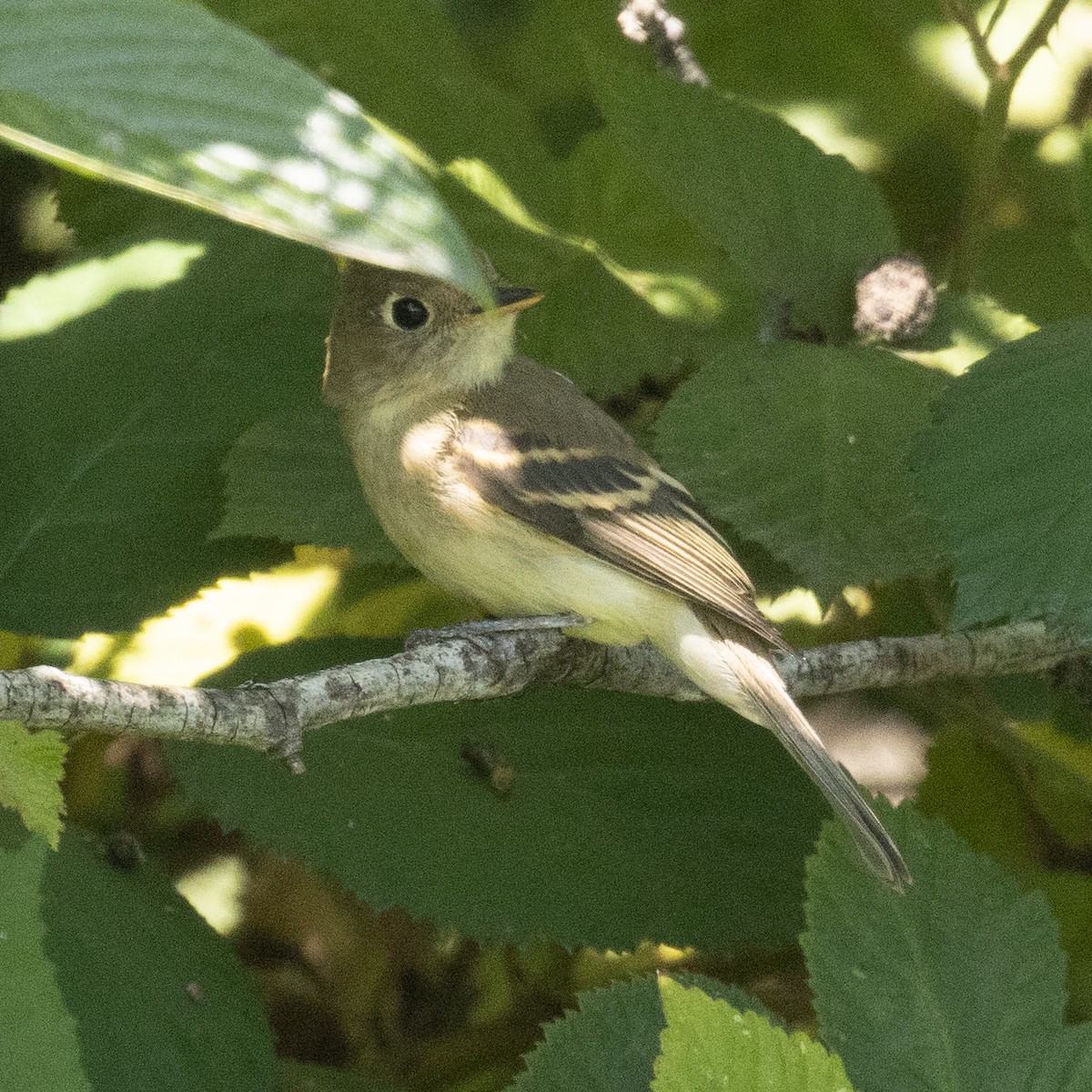Western Flycatcher (Pacific-slope) - Colin Clasen