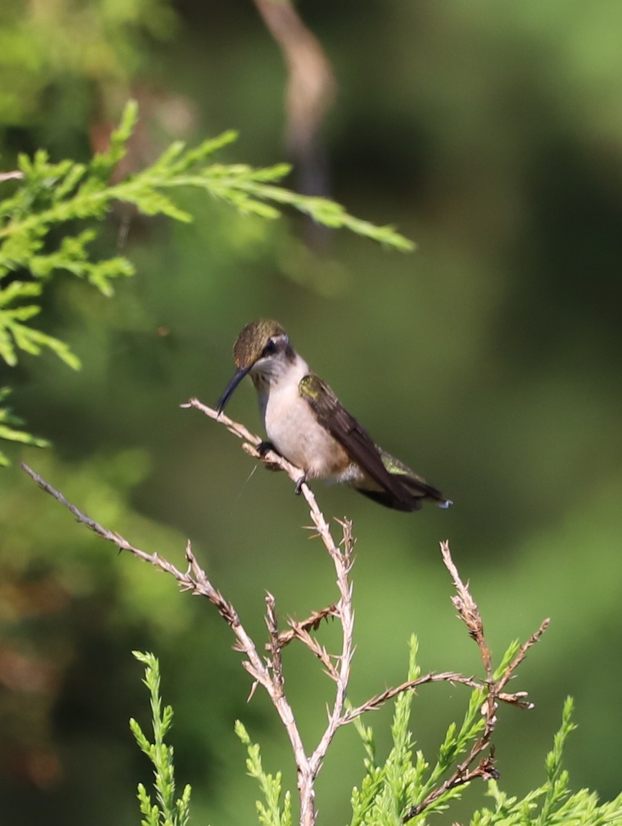 Ruby-throated Hummingbird - Jordan Parham
