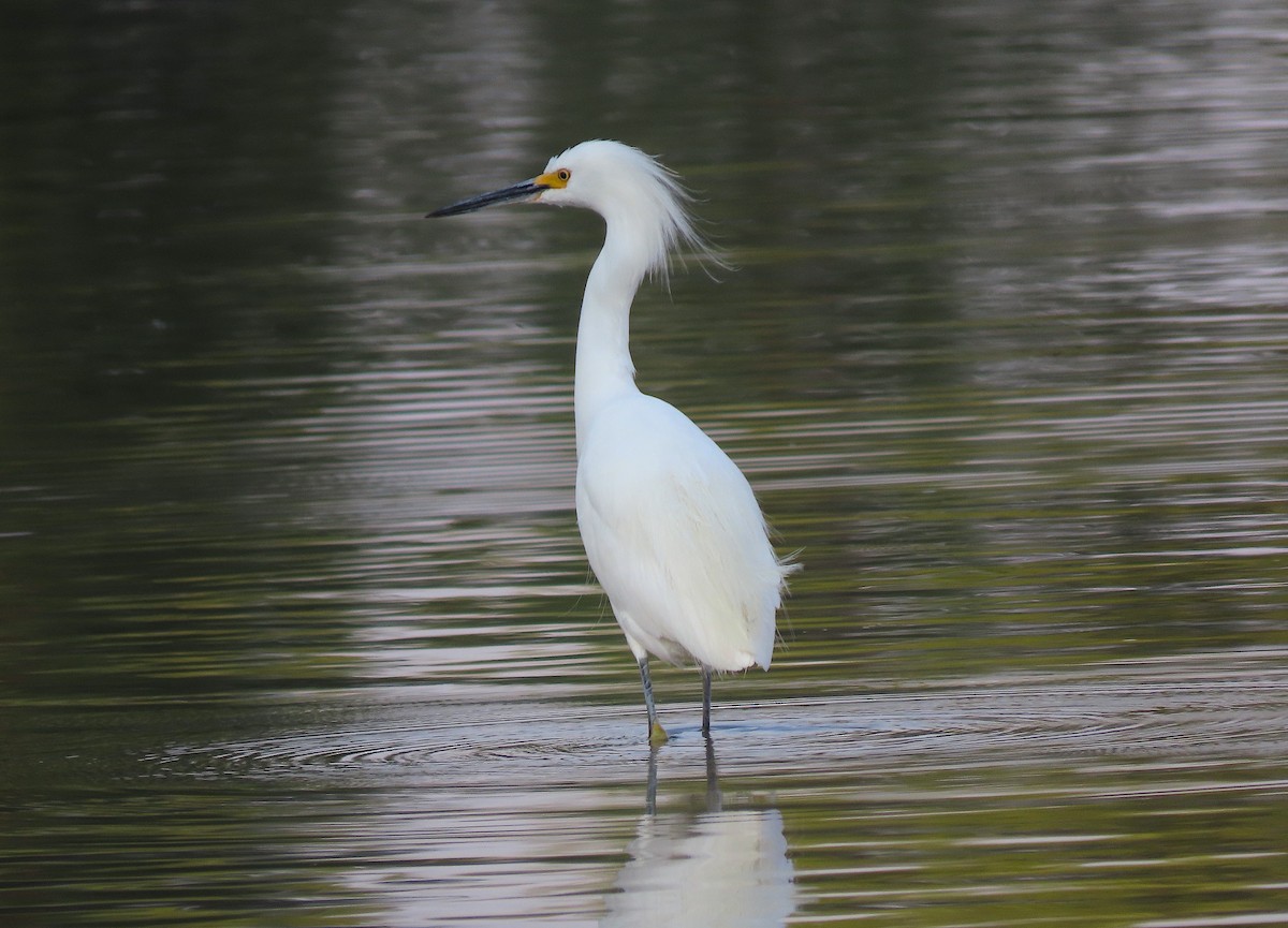 Snowy Egret - ML365301271