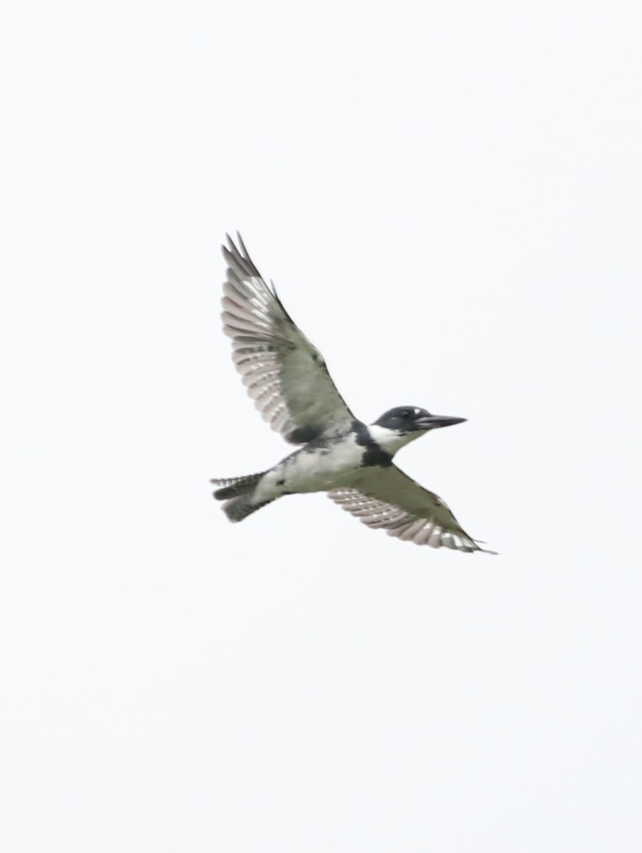 Belted Kingfisher - ML365301911