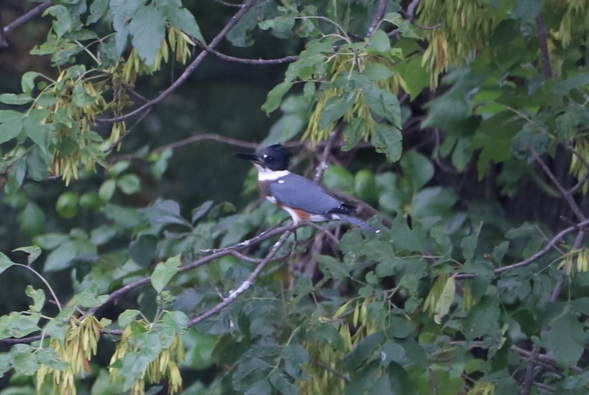 Belted Kingfisher - ML365301921