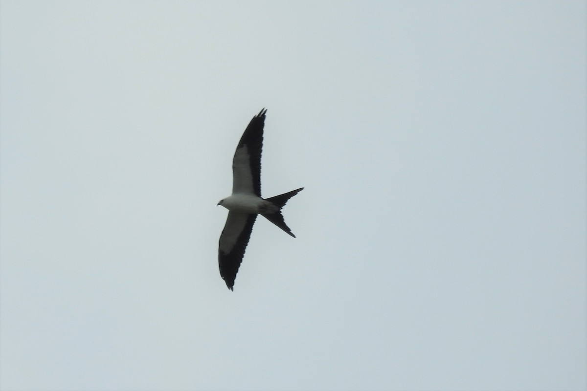 Swallow-tailed Kite - ML365302711