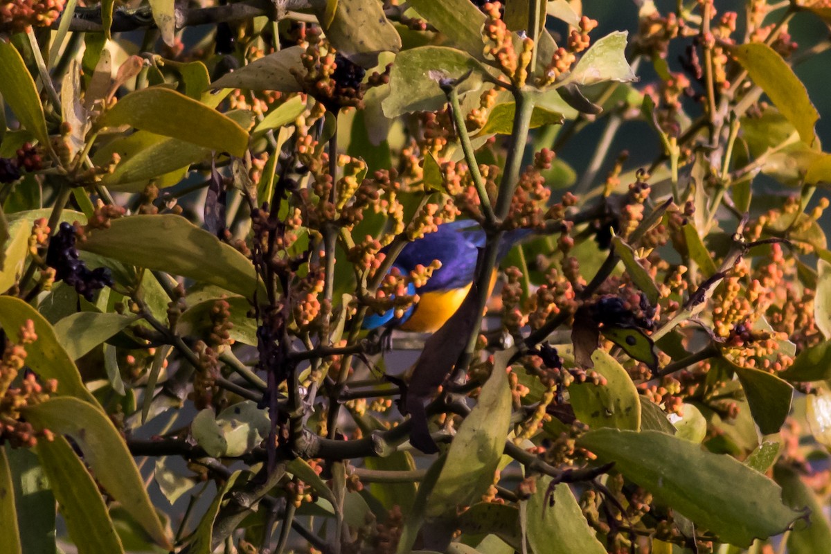 Elegant Euphonia - Jorge Eduardo Ruano