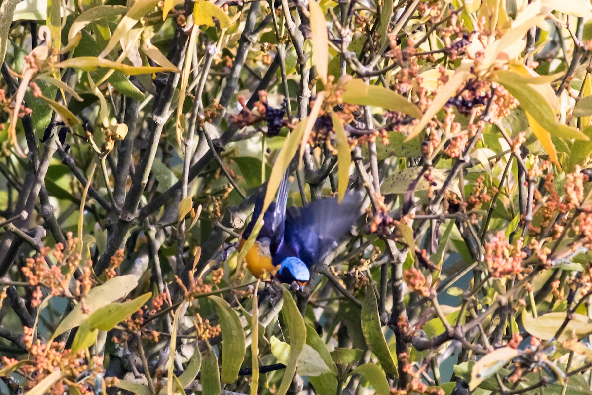 Elegant Euphonia - Jorge Eduardo Ruano