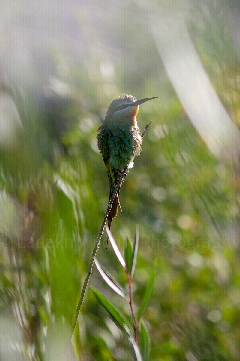 Blue-cheeked Bee-eater - ML365304661