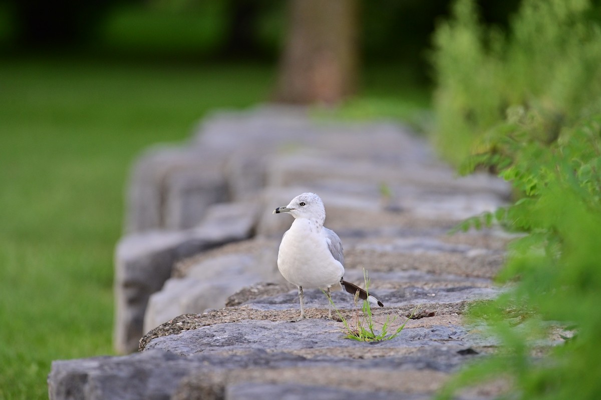 Ring-billed Gull - M Kelly