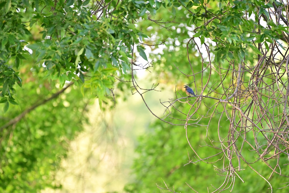 Eastern Bluebird - ML365306401