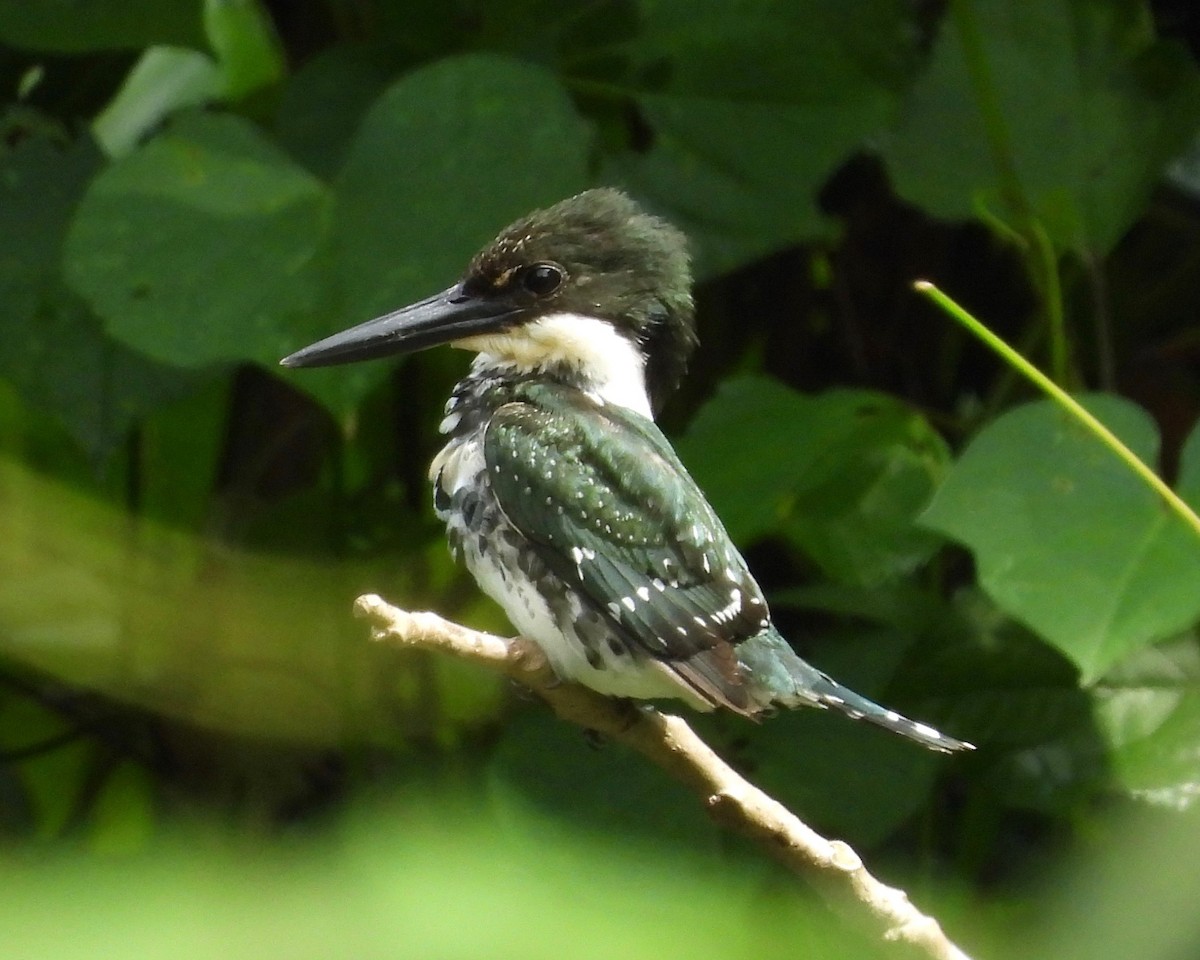 Green Kingfisher - ML365306631