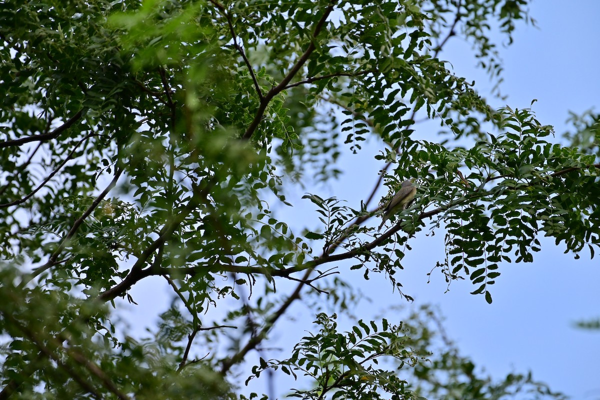 Warbling Vireo - ML365306691