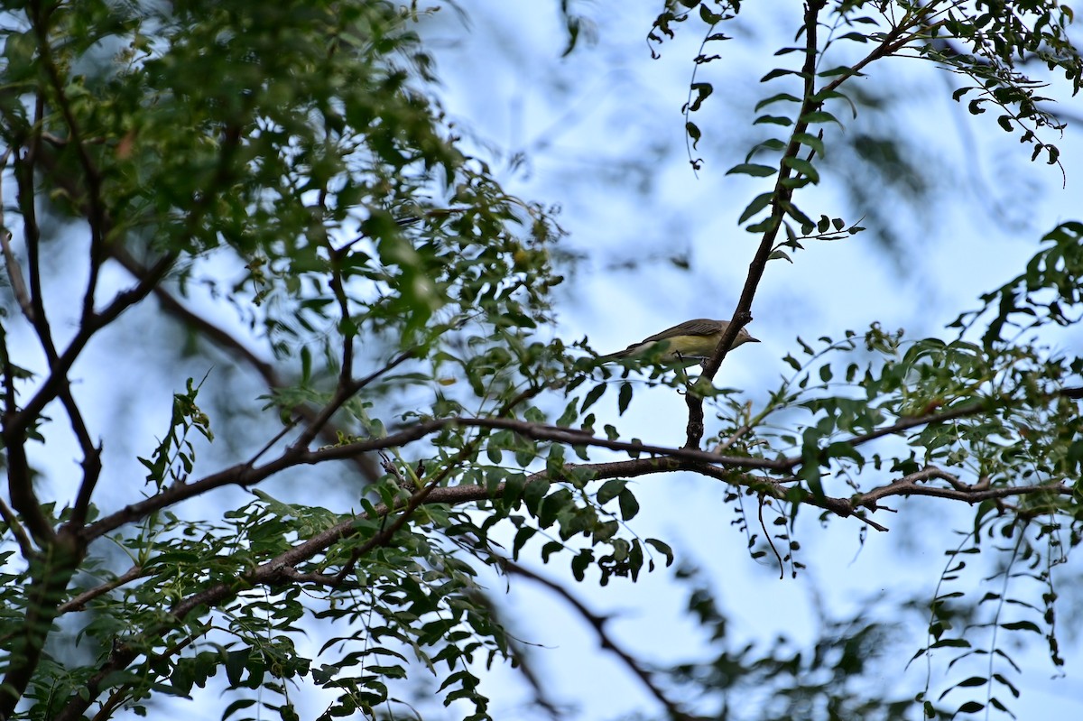 Warbling Vireo - ML365306701